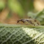Gefleckter Taghaft (Micromus variegata)