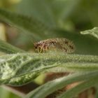 Gefleckter Taghaft (Micromus variegata)