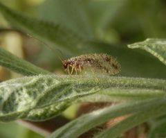 Gefleckter Taghaft (Micromus variegata)