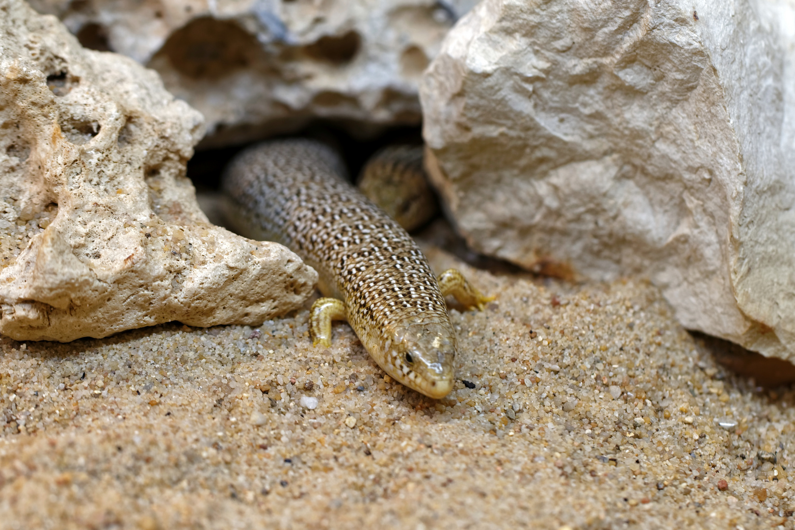 Gefleckter Walzenskink