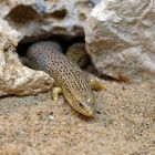 Gefleckter Walzenskink