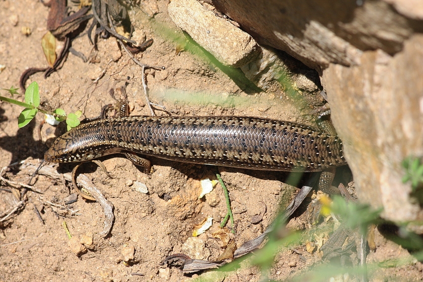 gefleckter Walzenskink (Chalcides ocellatus tiligugu)