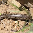 gefleckter Walzenskink (Chalcides ocellatus tiligugu)