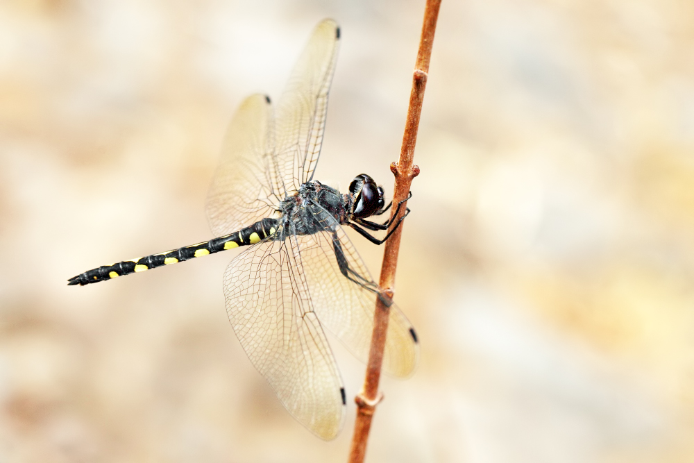 Gefleckter Wasserfallkreuzer