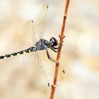 Gefleckter Wasserfallkreuzer