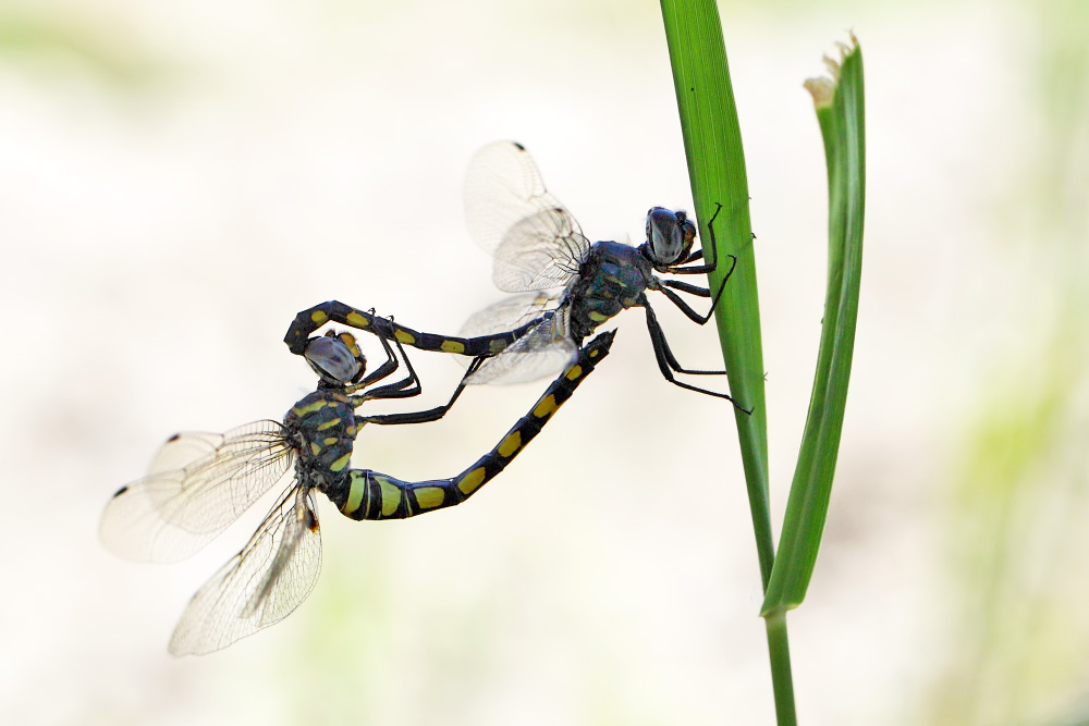 Gefleckter Wasserfallkreuzer Paarungsrad