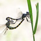 Gefleckter Wasserfallkreuzer Paarungsrad