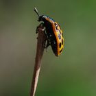 gefleckter Weidenblattkäfer