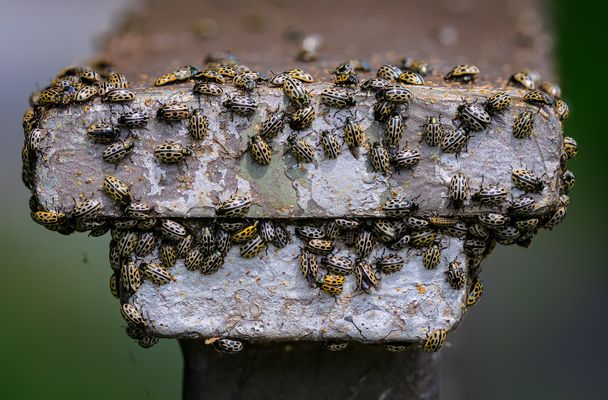 Gefleckter Weidenblattkäfer (Chrysomela vigintipunctata)...