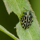 Gefleckter Weidenblattkäfer (Chrysomela vigitipunctata)