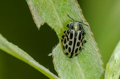 Gefleckter Weidenblattkäfer (Chrysomela vigitipunctata)