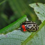 Gefleckter Weidenblattkäfer