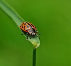 Gefleckter Weidenblattkäfer