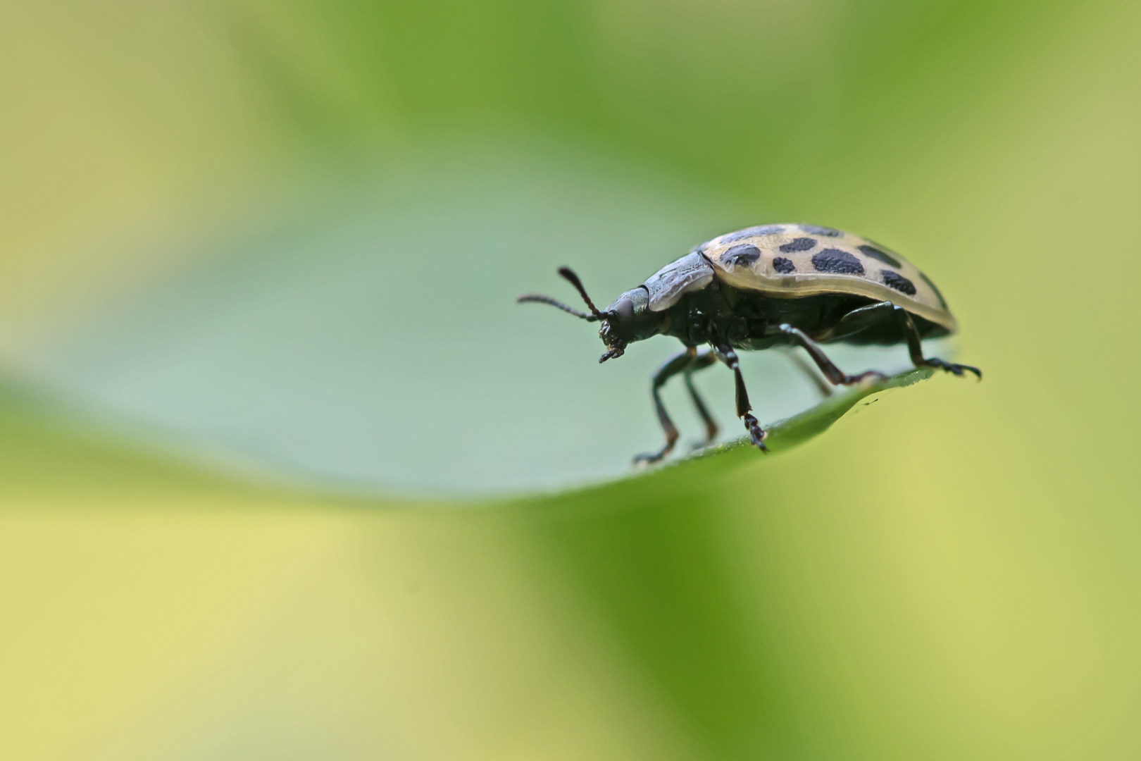 Gefleckter Weidenblattkäfer