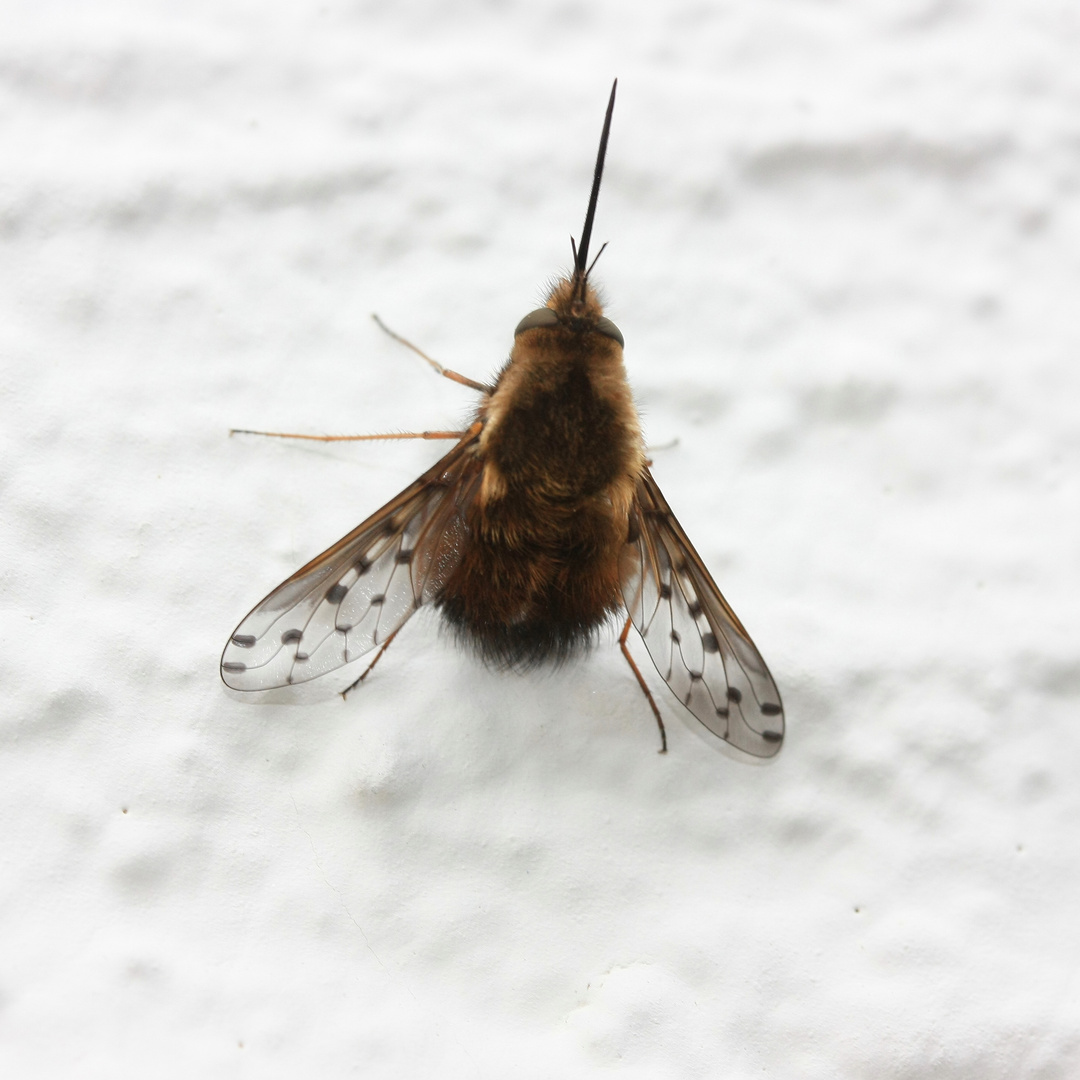 Gefleckter Wollschweber (Bombylius discolor)