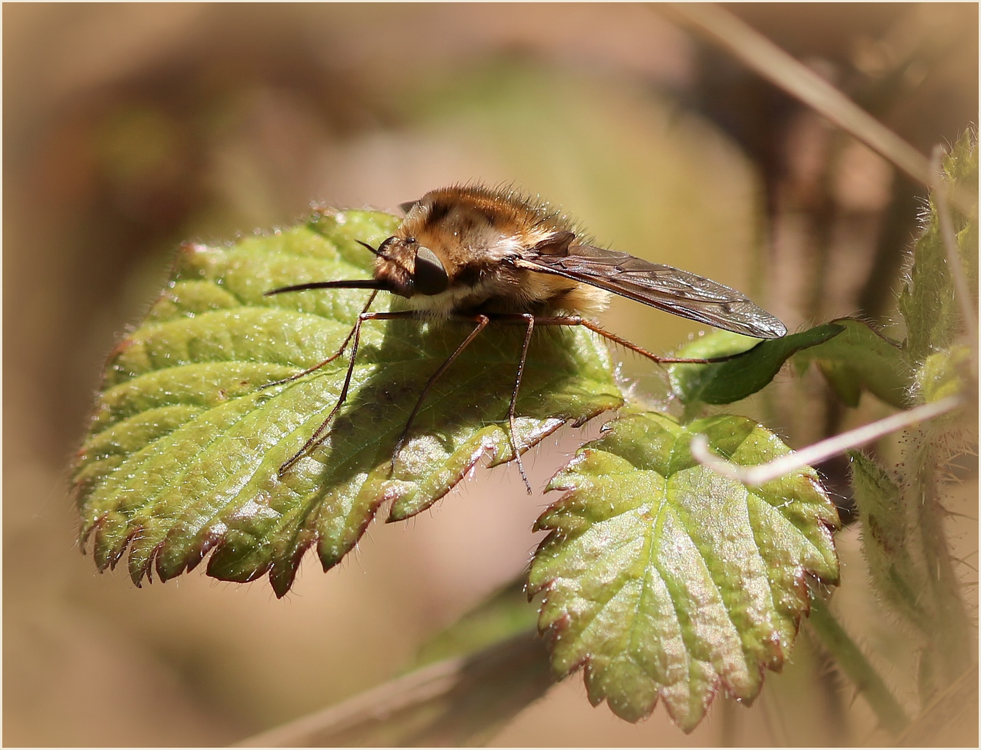 Gefleckter Wollschweber (Bombylius discolor).