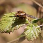 Gefleckter Wollschweber (Bombylius discolor).