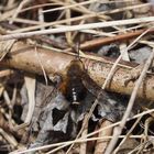 Gefleckter Wollschweber (Bombylius discolor)