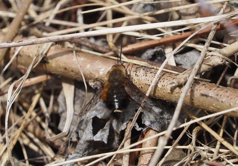 Gefleckter Wollschweber (Bombylius discolor)