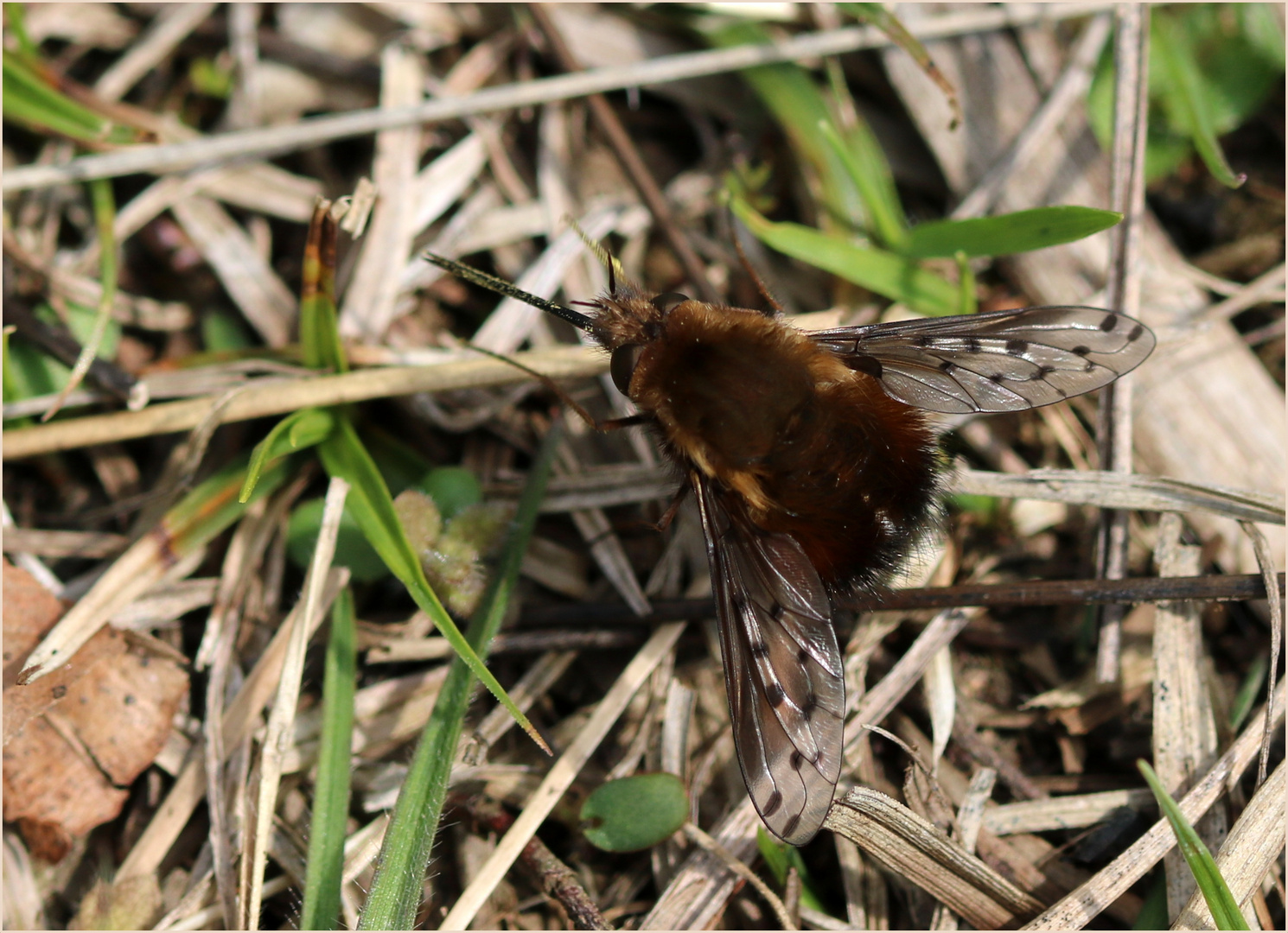 Gefleckter Wollschweber (Bombylius discolor)...