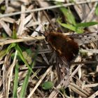 Gefleckter Wollschweber (Bombylius discolor)...