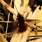 Gefleckter Wollschweber (Bombylius pictus) (?)