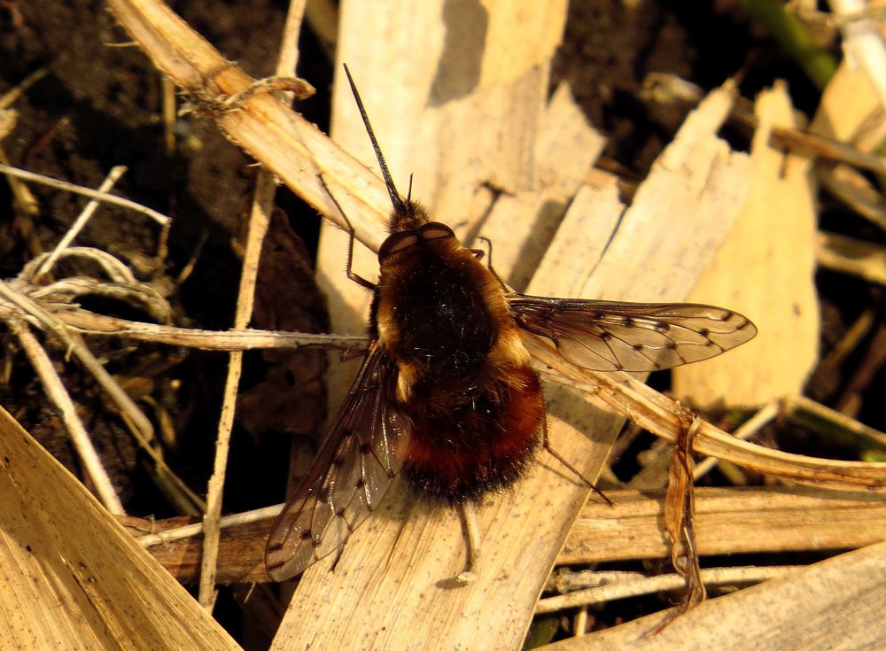 Gefleckter Wollschweber (Bombylius pictus) (?)