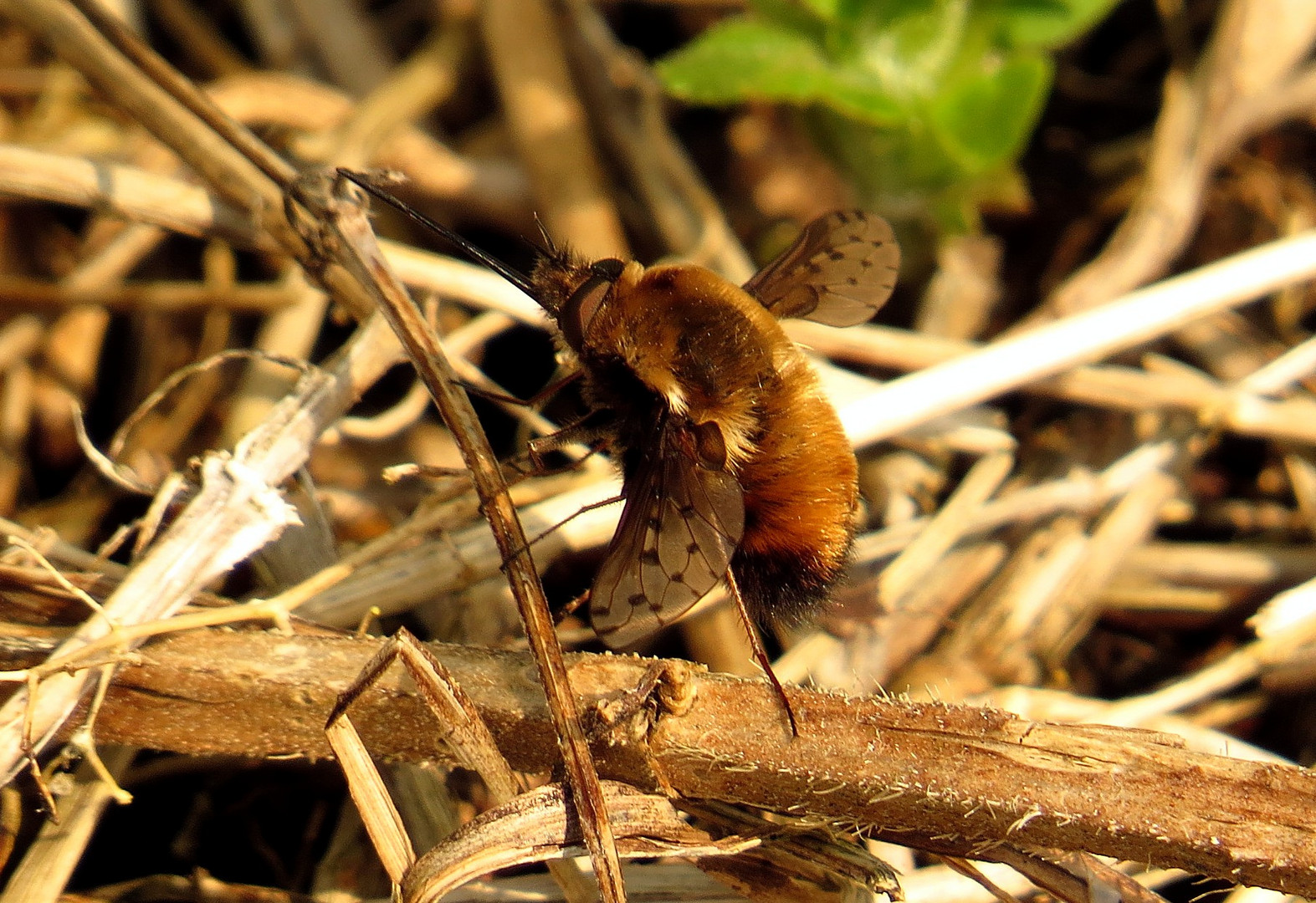 Gefleckter Wollschweber (Bombylius pictus)