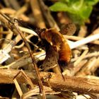 Gefleckter Wollschweber (Bombylius pictus)