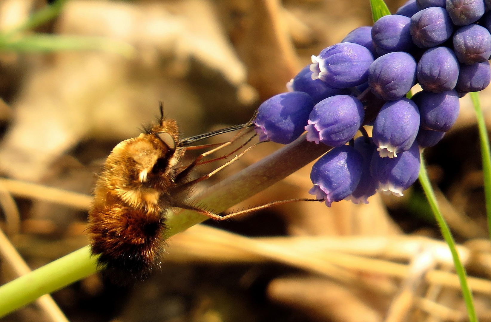 Gefleckter Wollschweber (Bombylius pictus) beim Futtern