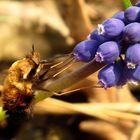 Gefleckter Wollschweber (Bombylius pictus) beim Futtern