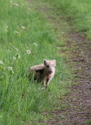 Geflecktes Frischling