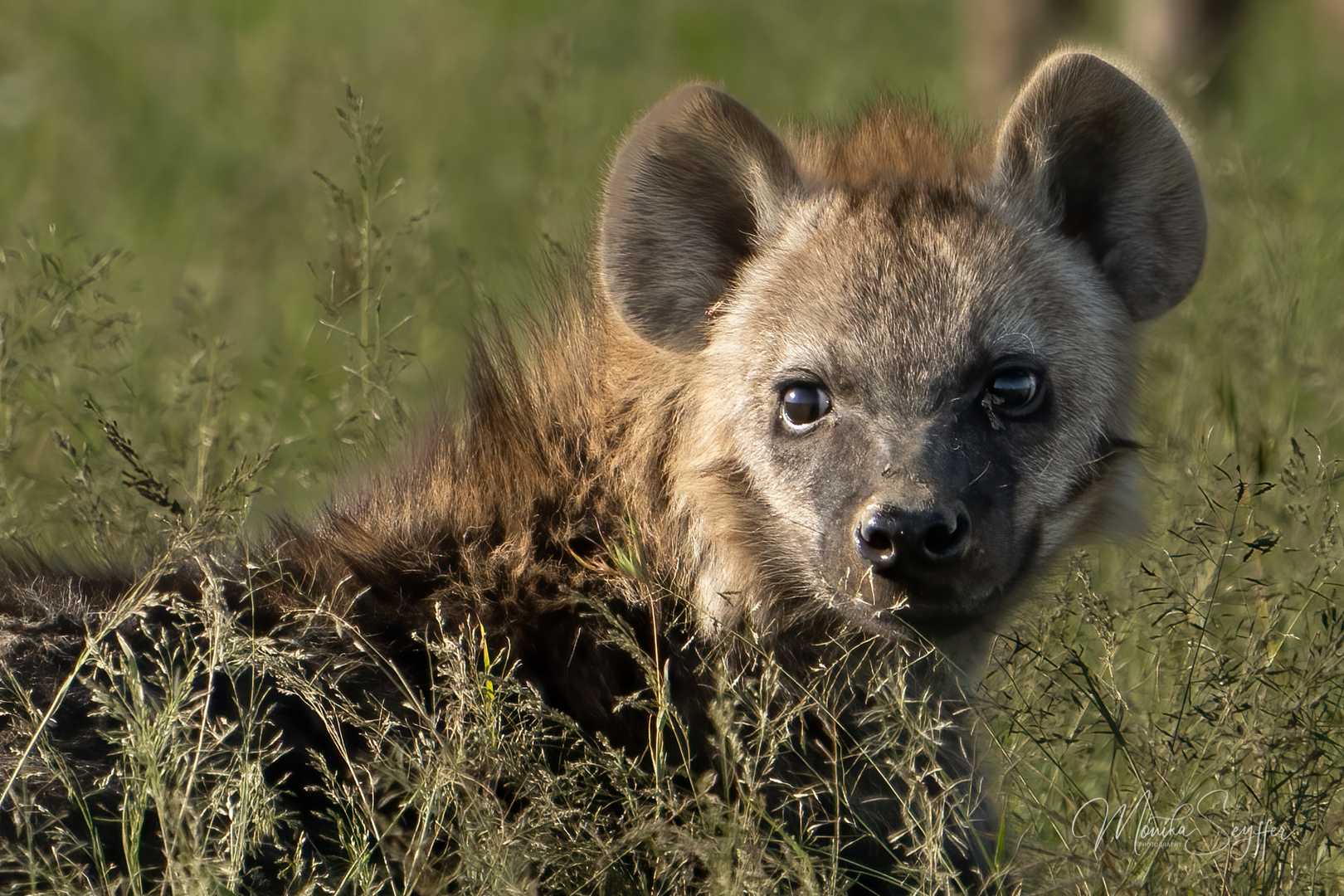 Geflecktes Hyänen Junges, Maasai Mara