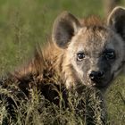 Geflecktes Hyänen Junges, Maasai Mara