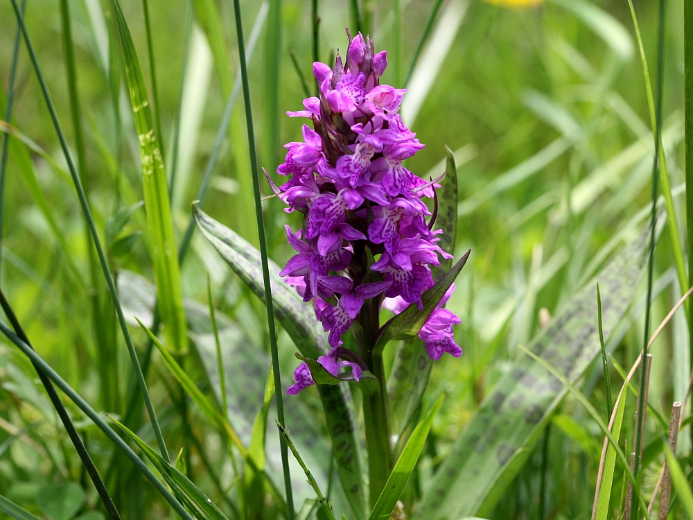 Geflecktes Knabenkraut