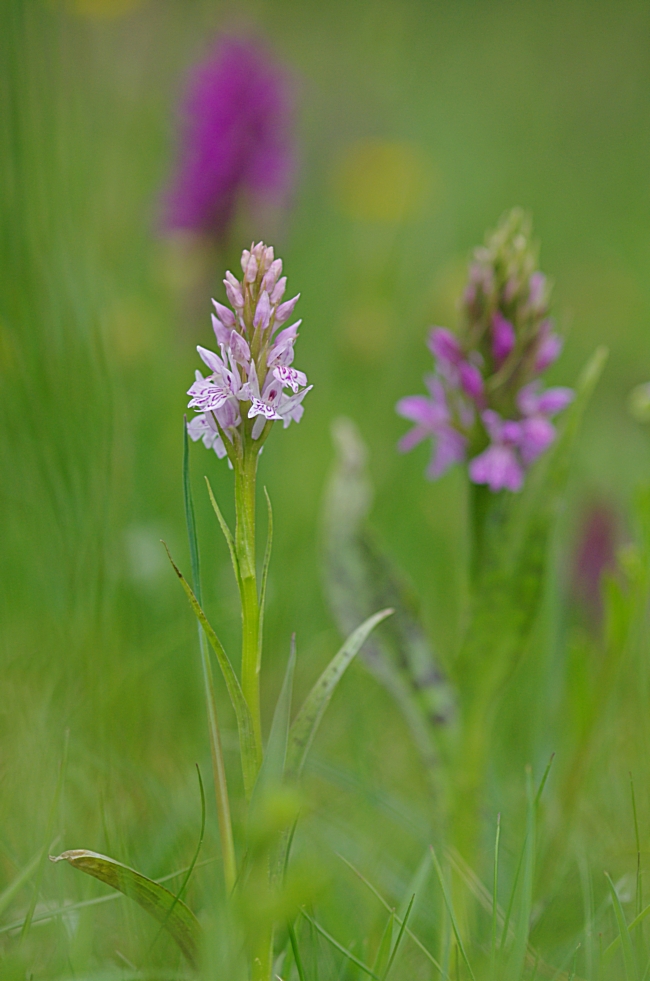 Geflecktes Knabenkraut 17.5.15