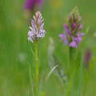 Geflecktes Knabenkraut 17.5.15