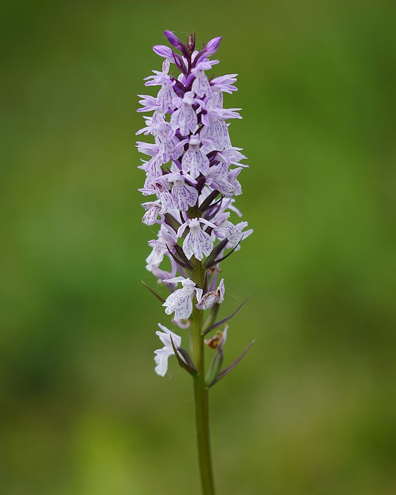 Geflecktes Knabenkraut