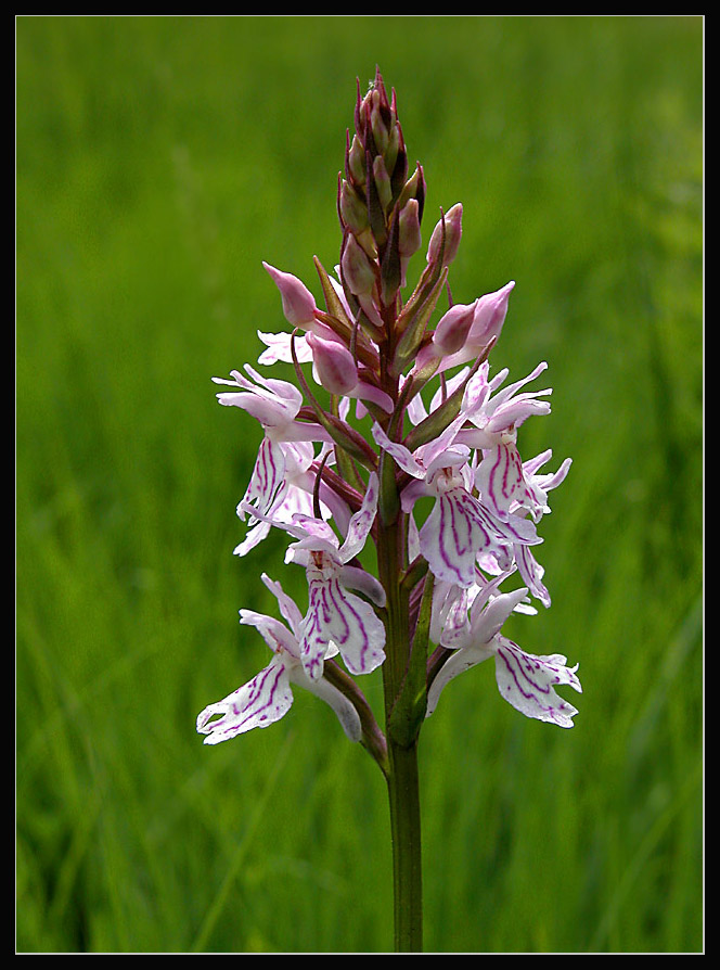 Geflecktes Knabenkraut