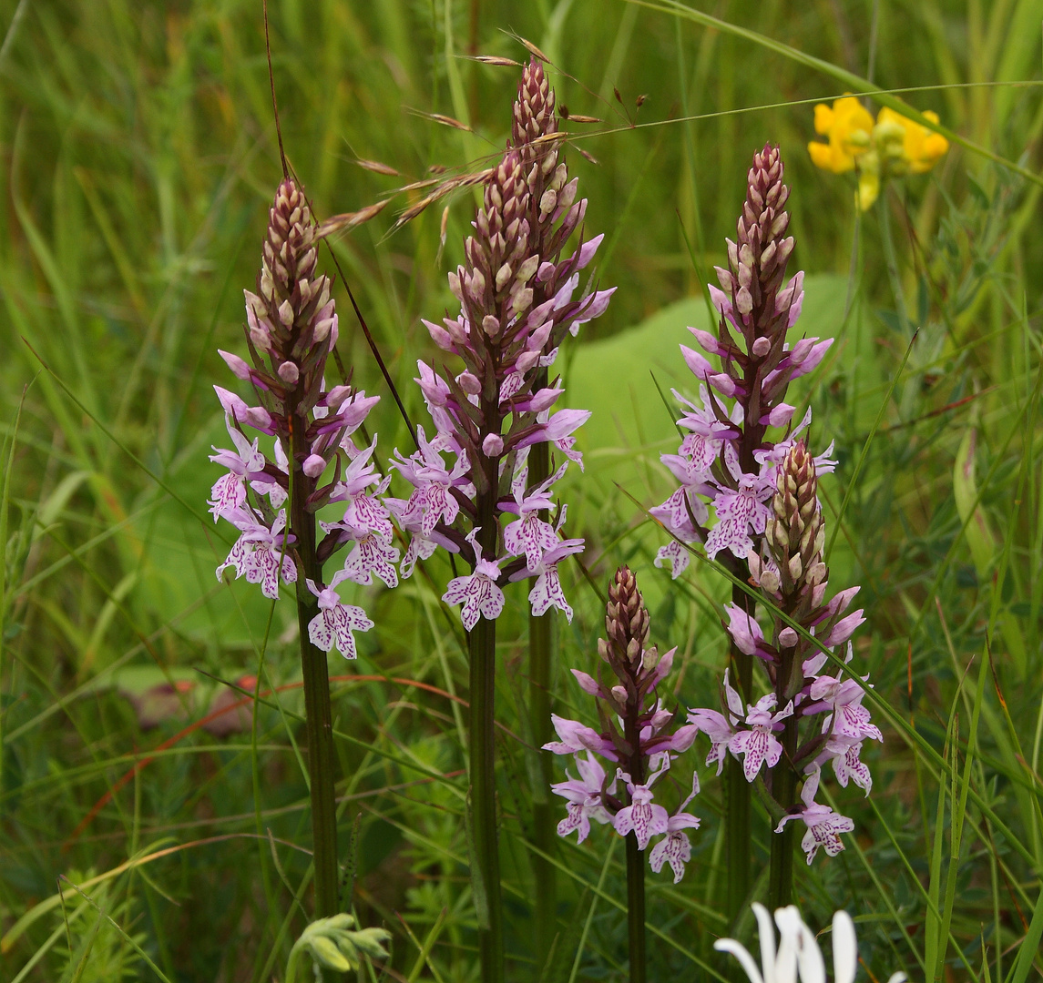 Geflecktes Knabenkraut