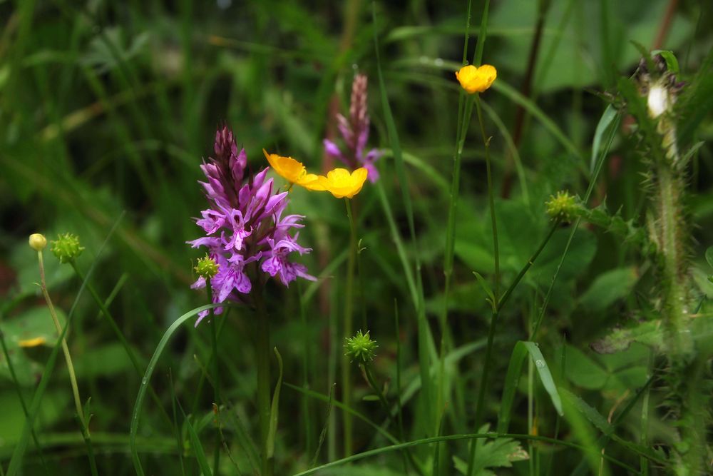 Geflecktes Knabenkraut