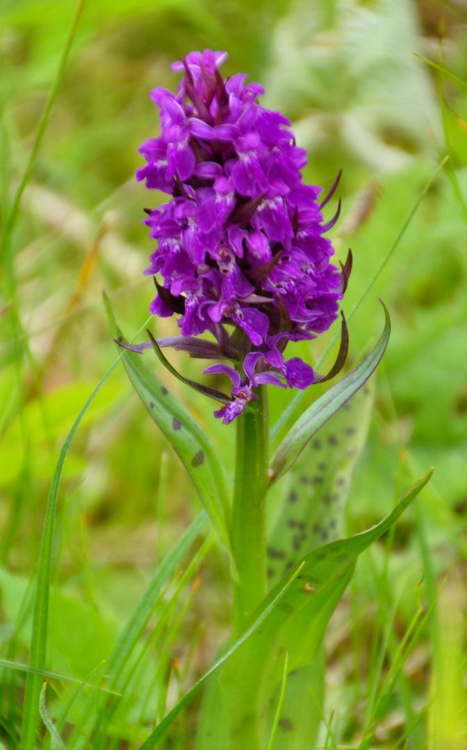 Geflecktes Knabenkraut