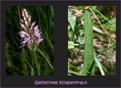 Geflecktes Knabenkraut