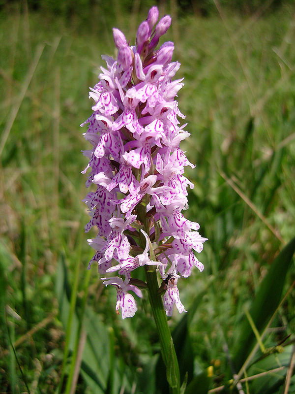 Geflecktes Knabenkraut Dactylorhiza maculata