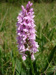 Geflecktes Knabenkraut Dactylorhiza maculata