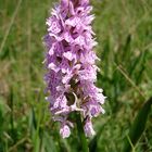 Geflecktes Knabenkraut Dactylorhiza maculata