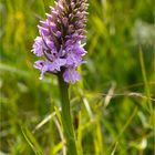 Geflecktes Knabenkraut (Dactylorhiza maculata).