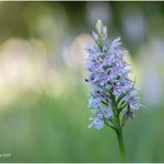 geflecktes knabenkraut (dactylorhiza maculata).......