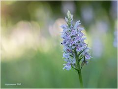 geflecktes knabenkraut (dactylorhiza maculata).......