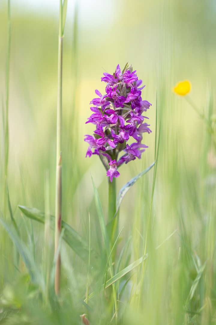 Geflecktes Knabenkraut (Dactylorhiza maculata)